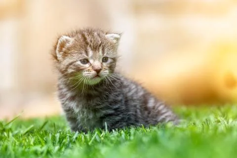 Kitten in the green grass Stock Photos