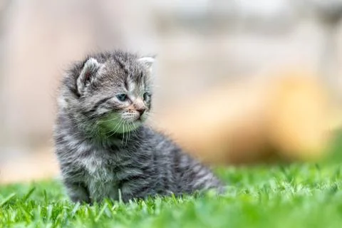 Kitten in the green grass Stock Photos
