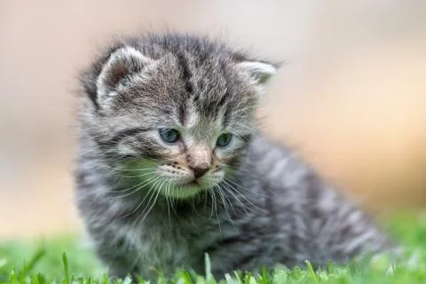 Kitten in the green grass Stock Photos