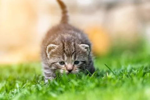 Kitten in the green grass Stock Photos