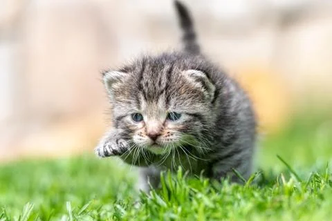 Kitten in the green grass Stock Photos