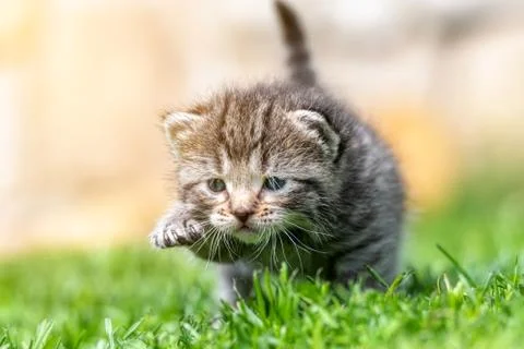 Kitten in the green grass Foto stock