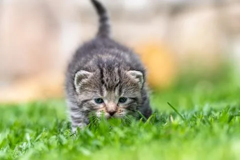 Kitten in the green grass Foto stock