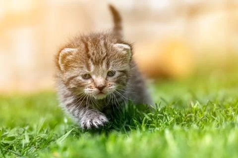 Kitten in the green grass Stock Photos