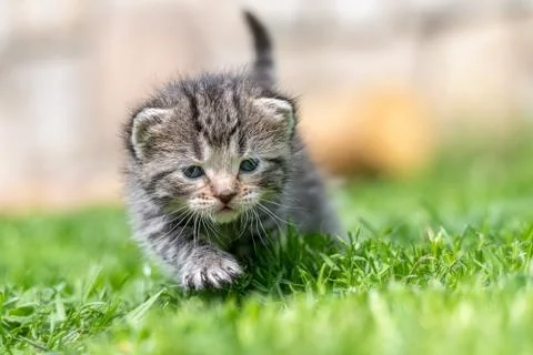 Kitten in the green grass Stock Photos