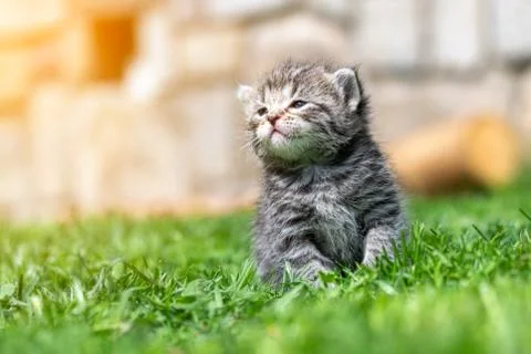 Kitten in the green grass Stock Photos
