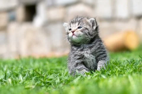 Kitten in the green grass Stock Photos