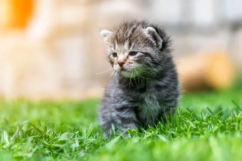 Kitten in the green grass Stock Photos