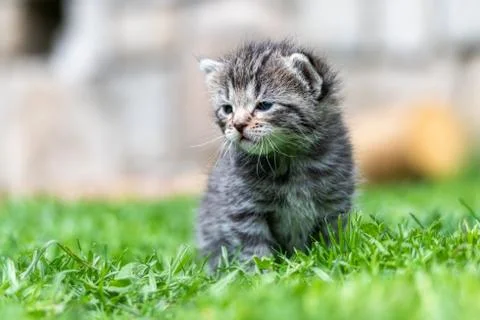 Kitten in the green grass Foto stock