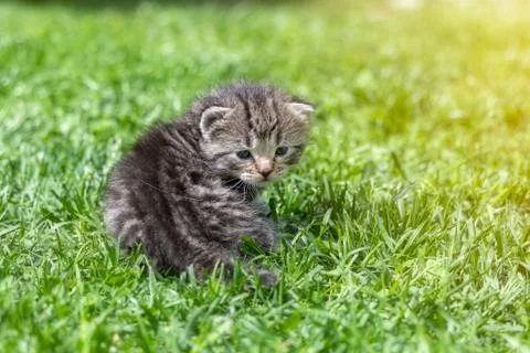 Kitten in the green grass Foto stock