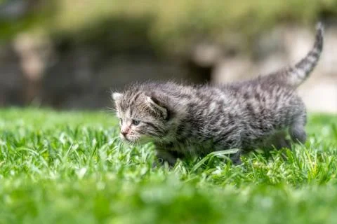 Kitten in the green grass Stock Photos