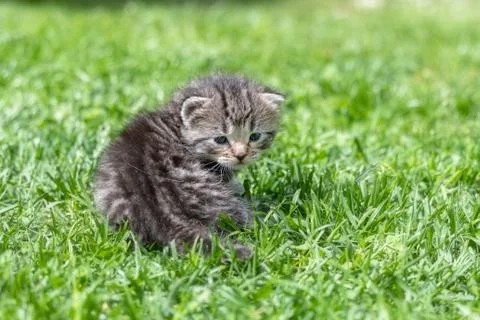 Kitten in the green grass Stock Photos