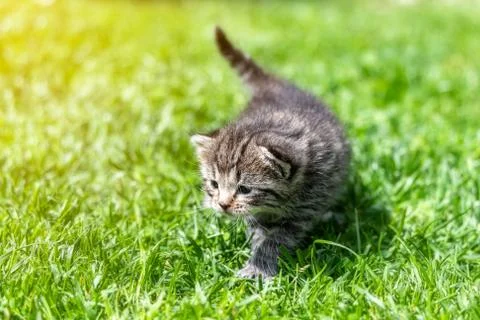 Kitten in the green grass Stock Photos