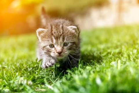Kitten in the green grass Foto stock