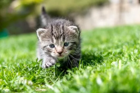 Kitten in the green grass Foto stock