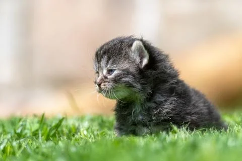 Kitten in the green grass Stock Photos