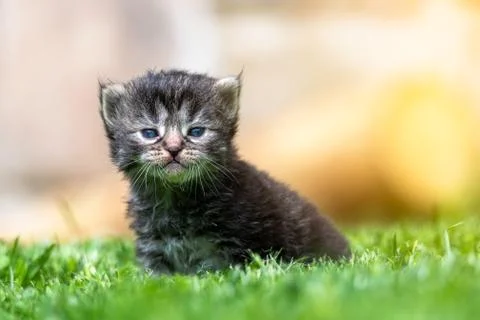 Kitten in the green grass Foto stock