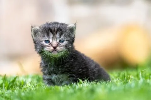 Kitten in the green grass Foto stock