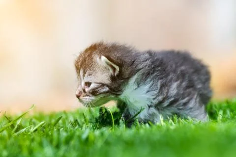 Kitten in the green grass Stock Photos