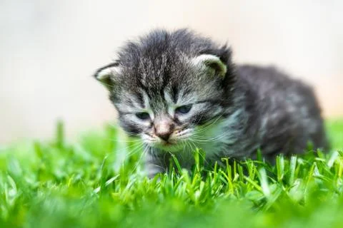 Kitten in the green grass Stock Photos