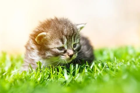 Kitten in the green grass Stock Photos