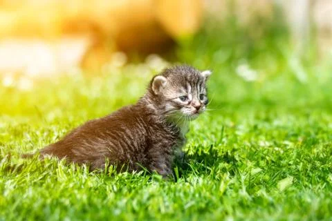 Kitten in the green grass Foto stock