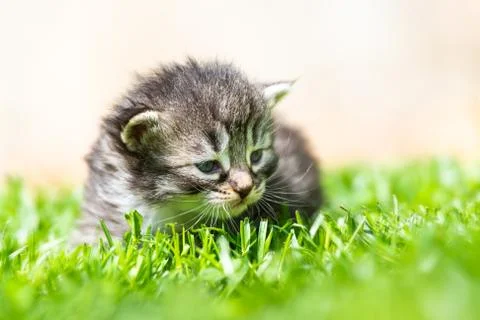 Kitten in the green grass Stock Photos
