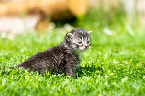 Kitten in the green grass Stock Photos