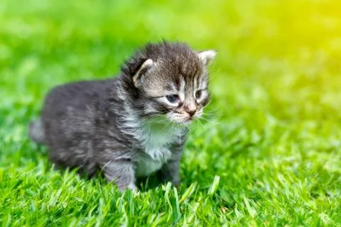 Kitten in the green grass Stock Photos
