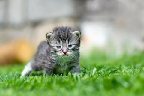 Kitten in the green grass Stock Photos