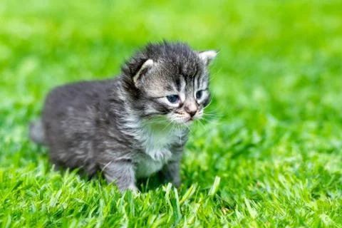 Kitten in the green grass Stock Photos