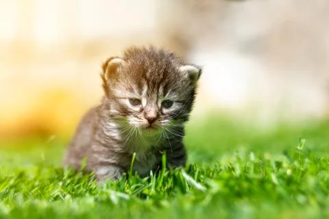 Kitten in the green grass Stock Photos