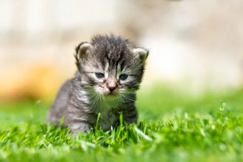Kitten in the green grass Stock Photos
