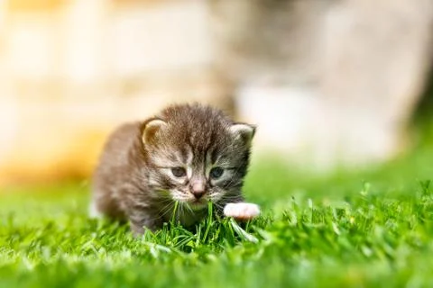 Kitten in the green grass Foto stock