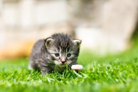 Kitten in the green grass Stock Photos