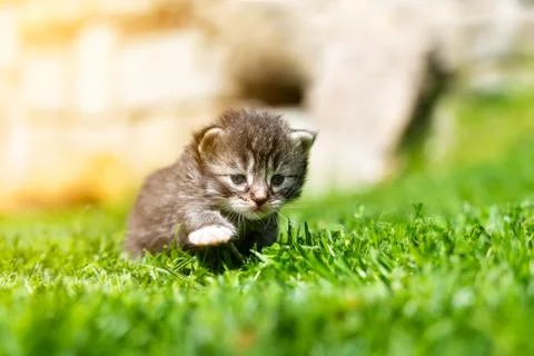 Kitten in the green grass Stock Photos