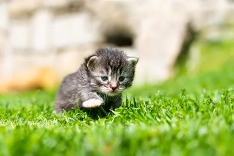 Kitten in the green grass Stock Photos