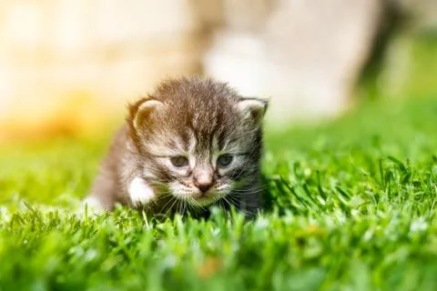 Kitten in the green grass Stock Photos