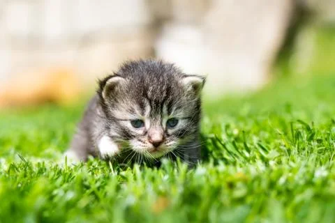 Kitten in the green grass Stock Photos