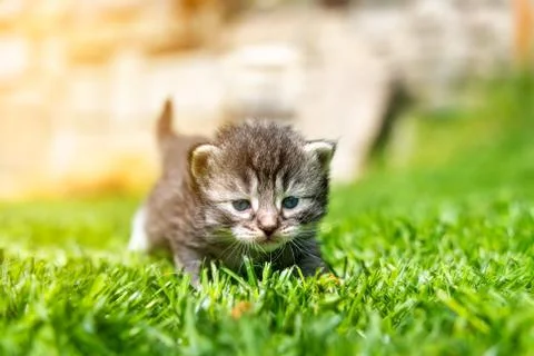 Kitten in the green grass Stock Photos