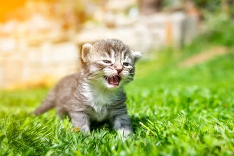 Kitten in the green grass Stock Photos