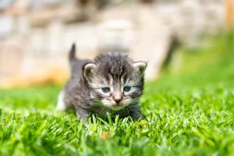 Kitten in the green grass Stock Photos