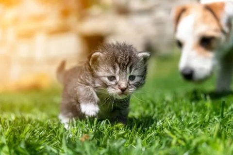 Kitten in the green grass Stock Photos