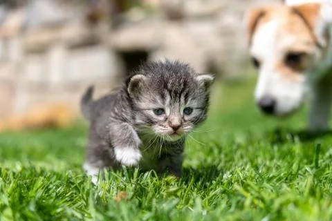 Kitten in the green grass Stock Photos