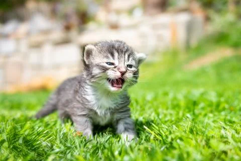 Kitten in the green grass Foto stock