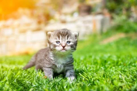 Kitten in the green grass Stock Photos