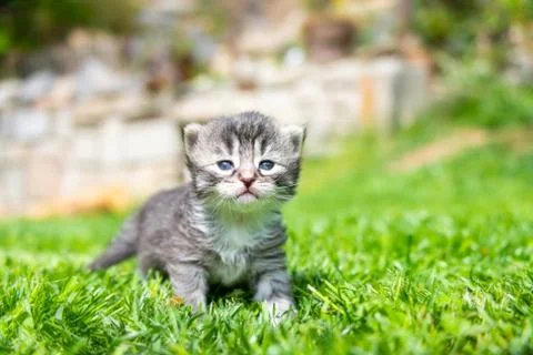 Kitten in the green grass Stock Photos