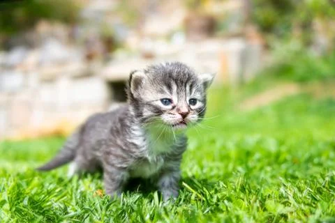 Kitten in the green grass Foto stock