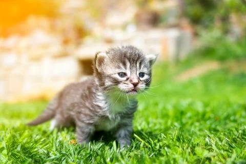 Kitten in the green grass Stock Photos