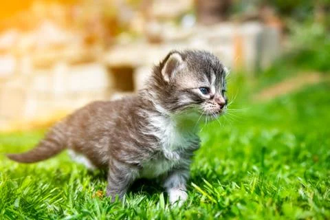 Kitten in the green grass Stock Photos